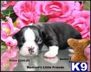Puppies in Scottsville